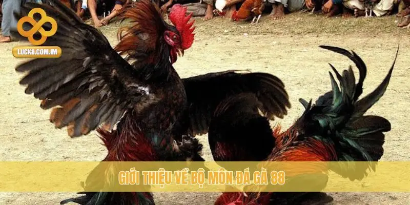 Giới thiệu về bộ môn Đá Gà 88